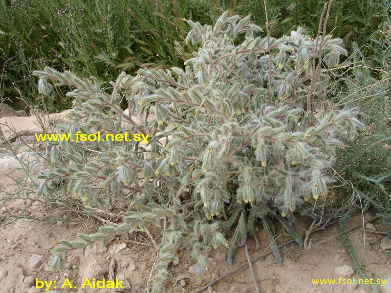 Onosma mollis DC.